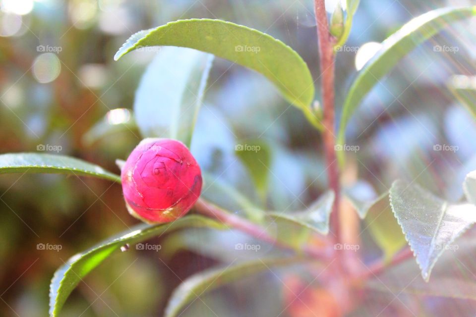 Flower bud in the morning sunlight