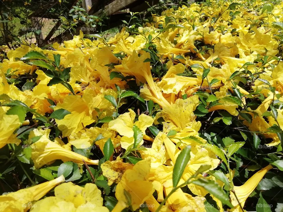 Spring is the best season ever#flowers