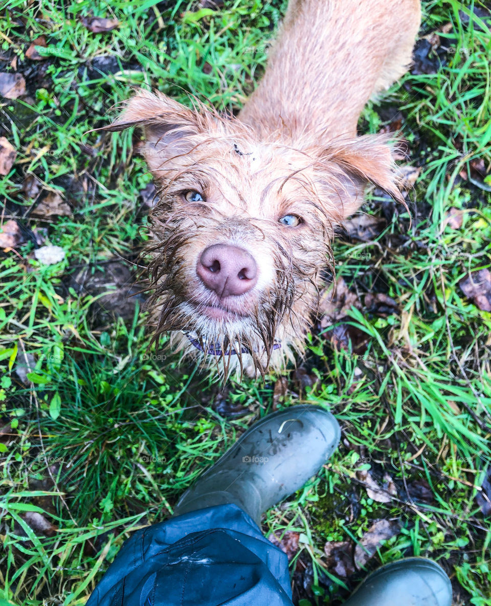 A very muddy dog looks up at their owner, who’s Wellington booted feet and waterproof trousers can be seen, the grass surrounding them is wet and muddied, with scattered autumn leaves