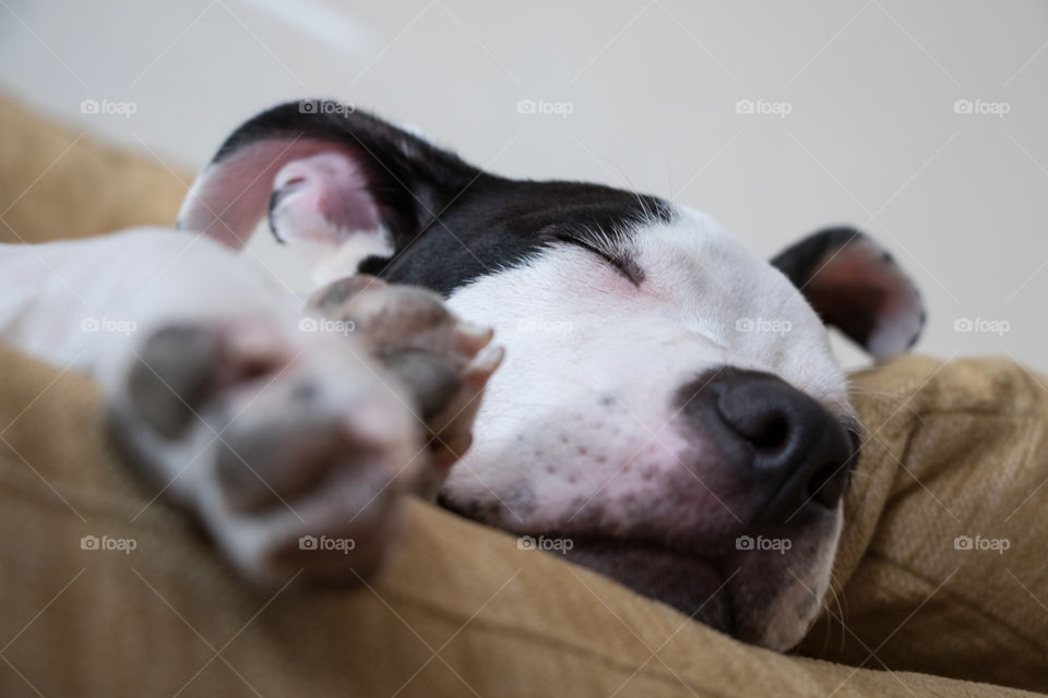 Cute sleeping dog