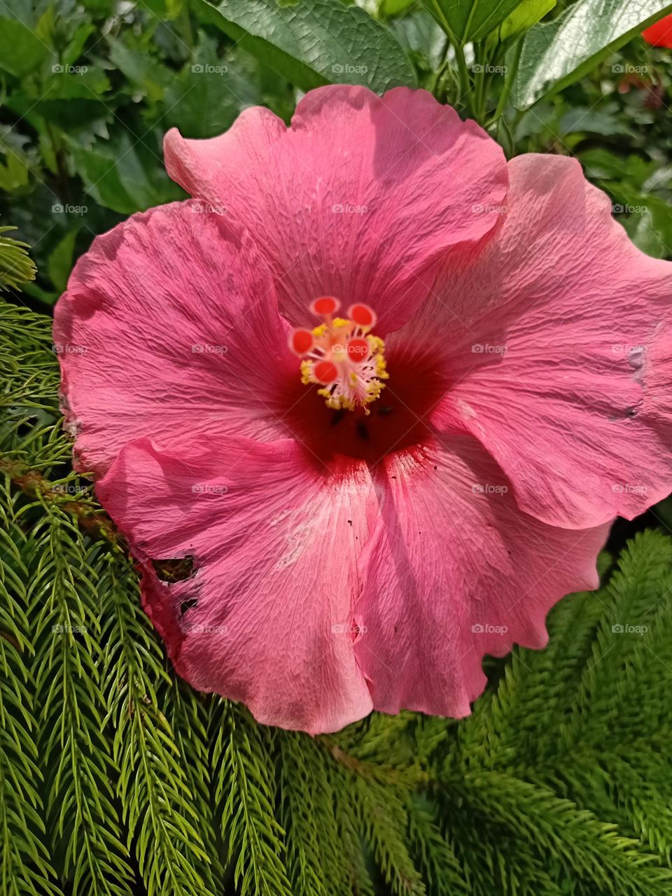 hibiscus