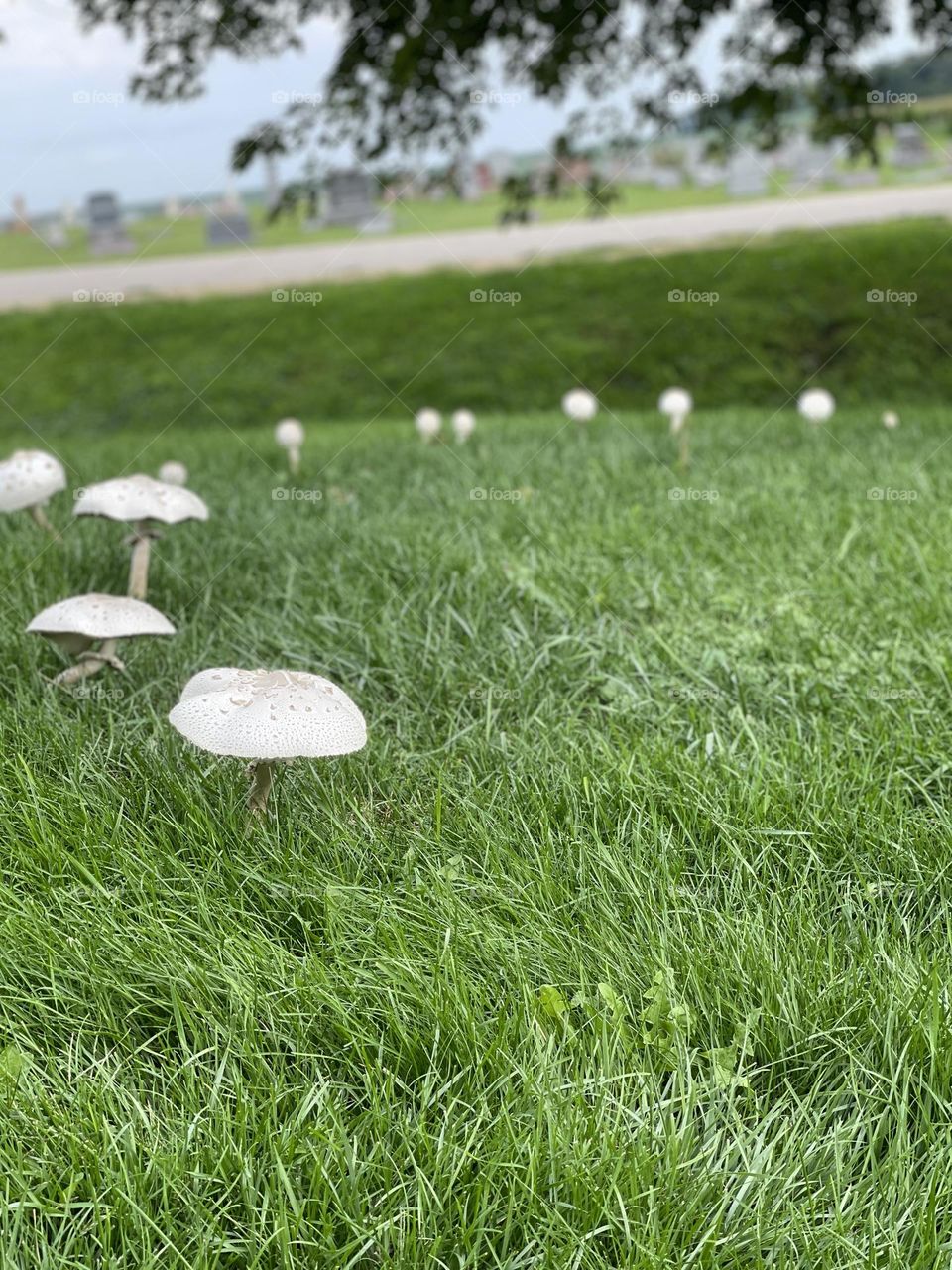 Fairy Ring 