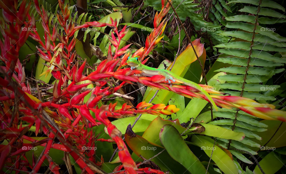 Gecko on a bromeliad