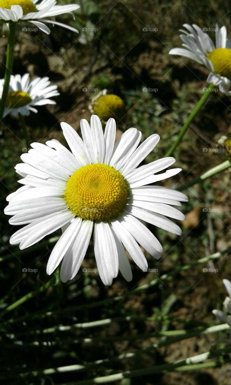 Daisies