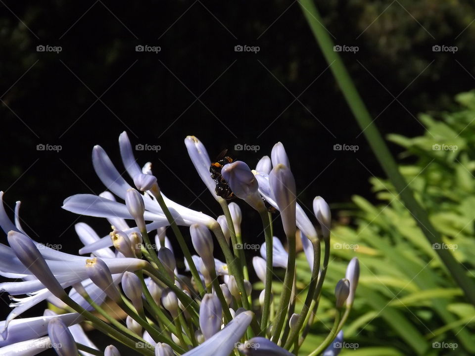 agapanthus