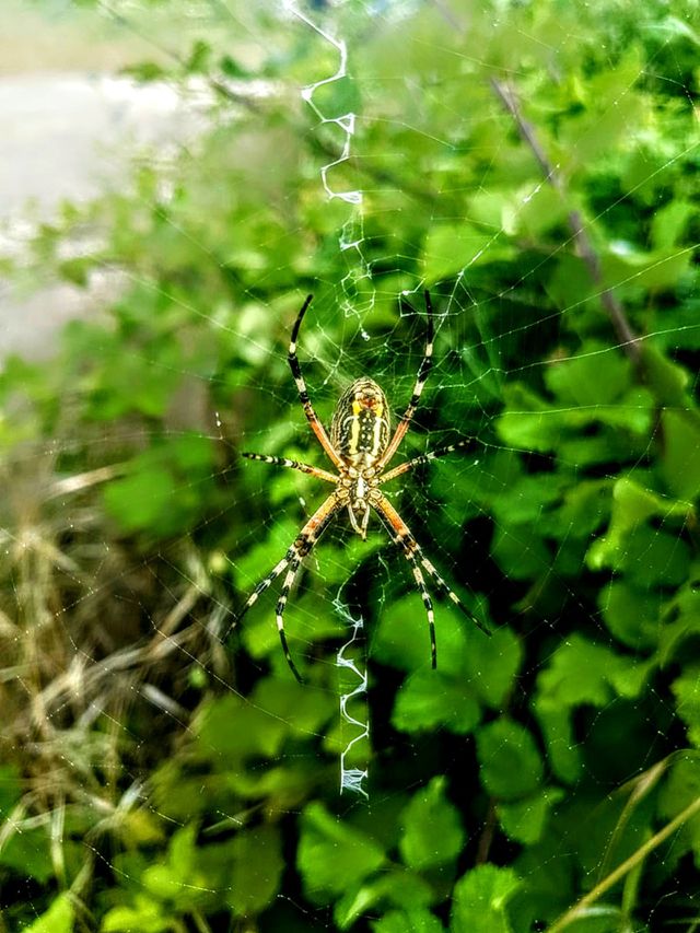 spider