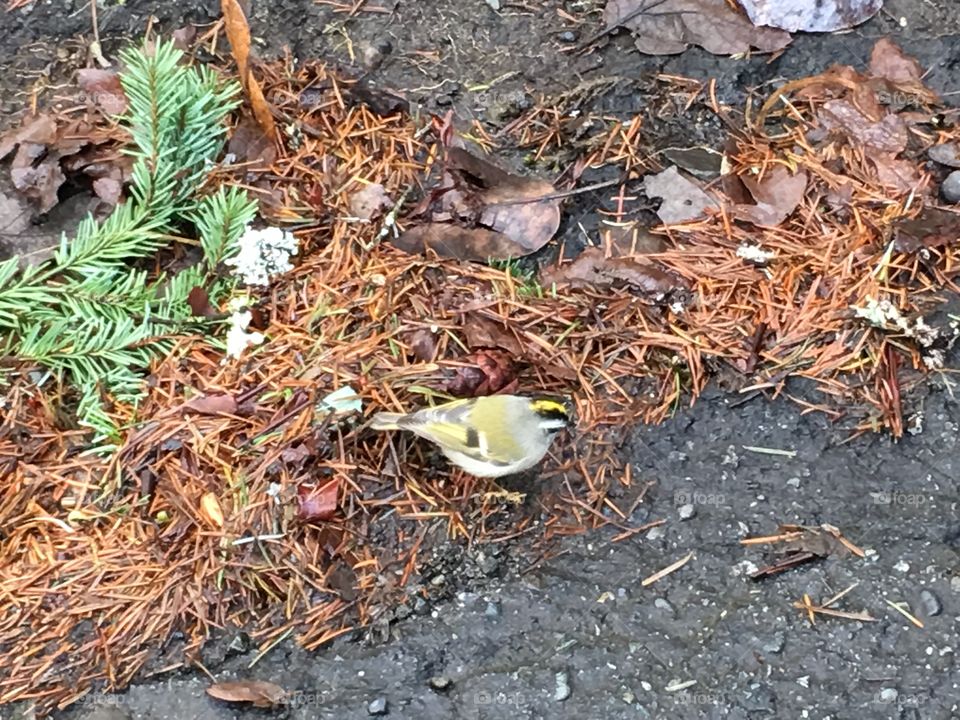 Little yellow bird 