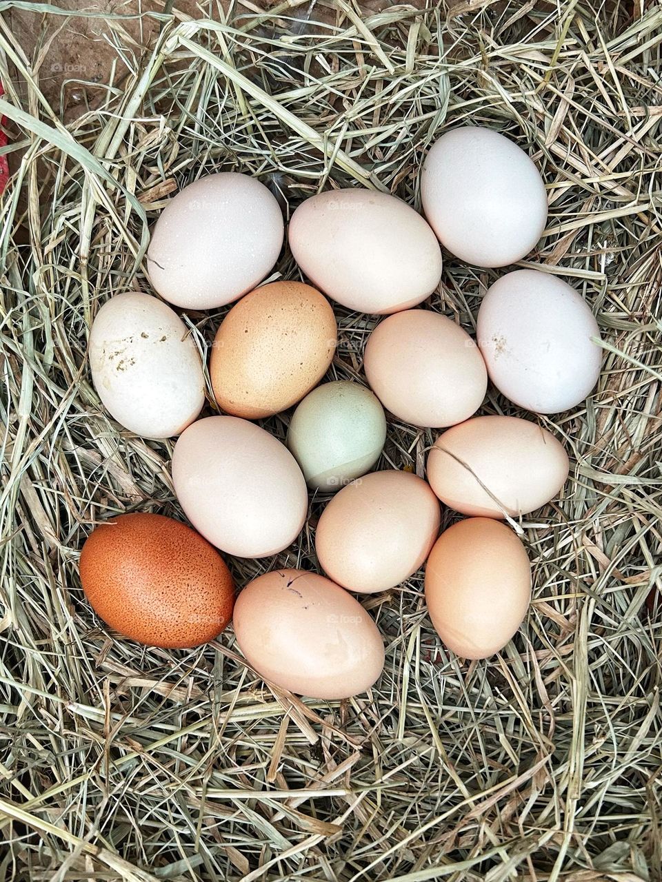 fresh eggs