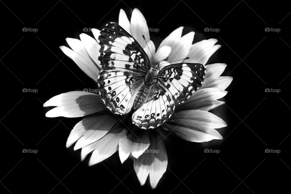 Black & White Pass. Cooper Butterfly on a Blanket Flower