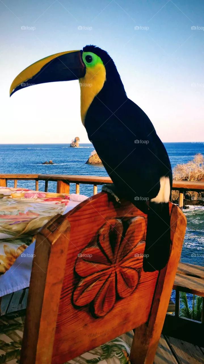 Tucan