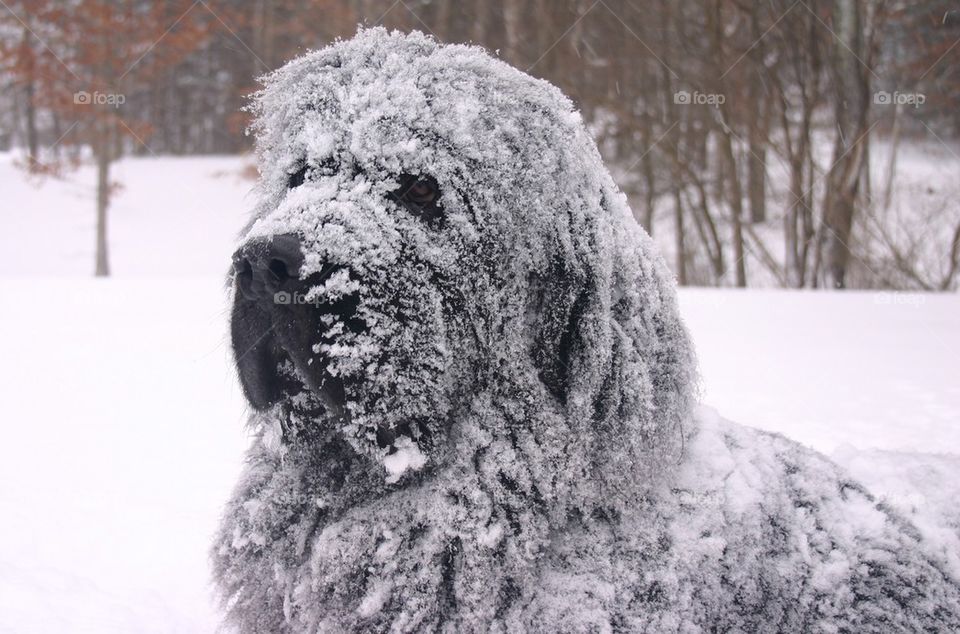 Newfoundland Snow Dog