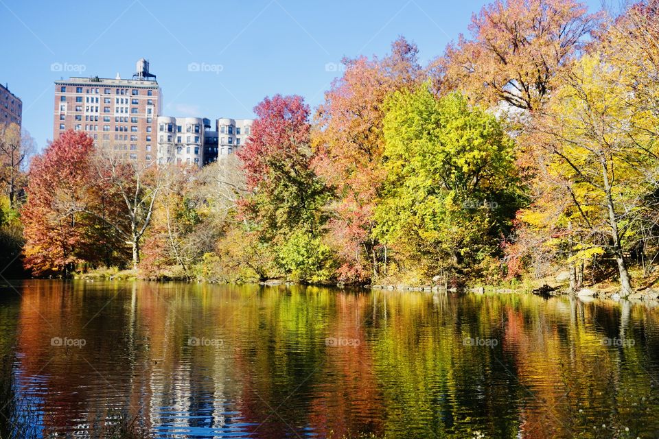 Fall colors- A kaleidoscope of colors on the lake with blue skies and building in the background. 