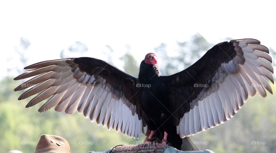 Turkey Vulture at Lake Livingston State Park
