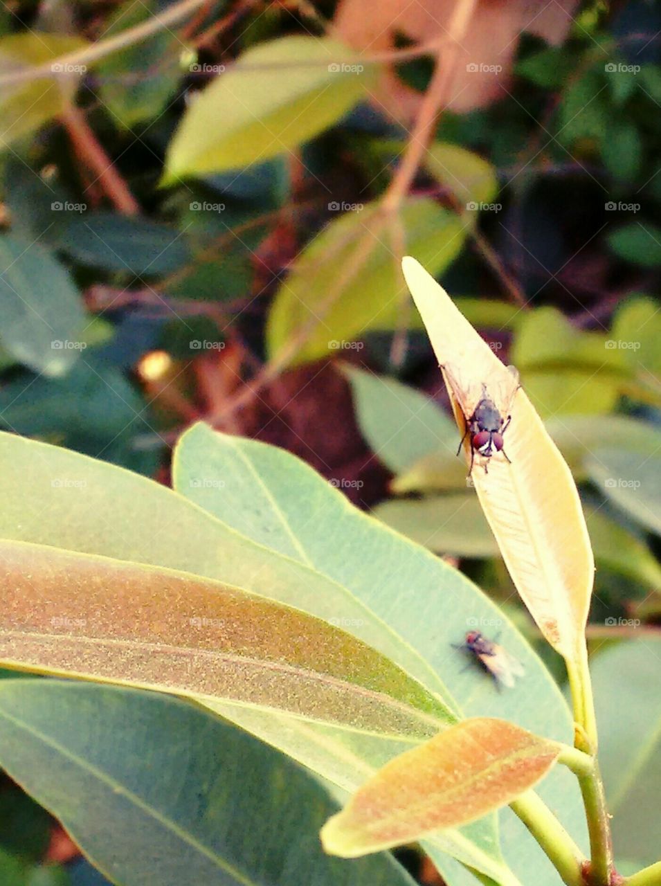 Housefly on Leaf !🌿