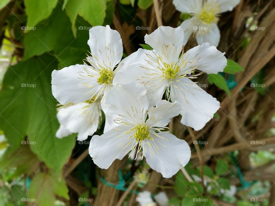 White flower  Garden Monet
