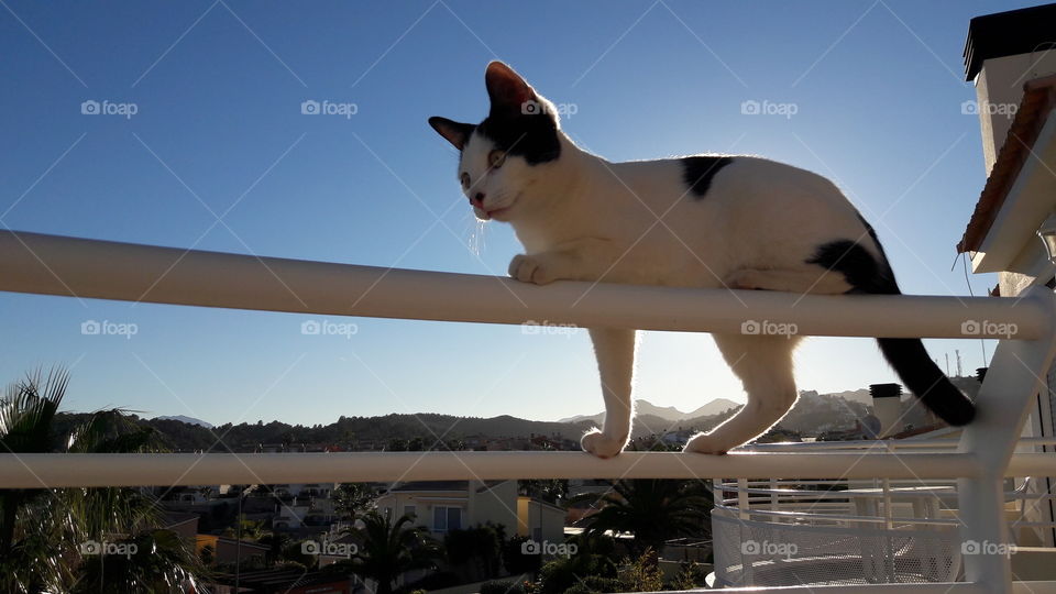 cat climb