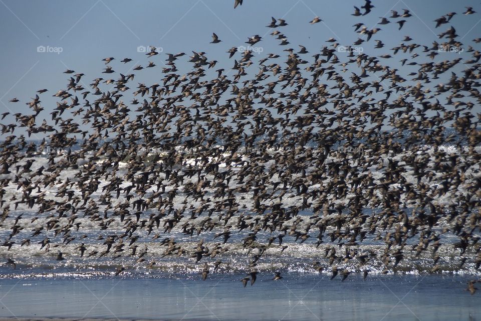 Flight of the sandpipers