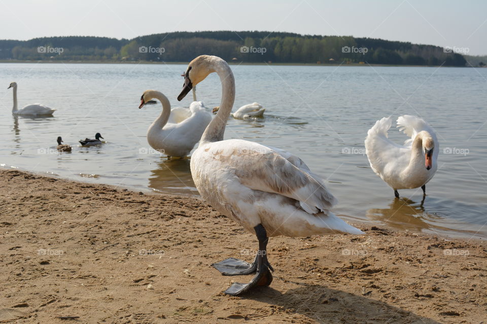 landscape lake shore and birds swans spring time, beautiful nature