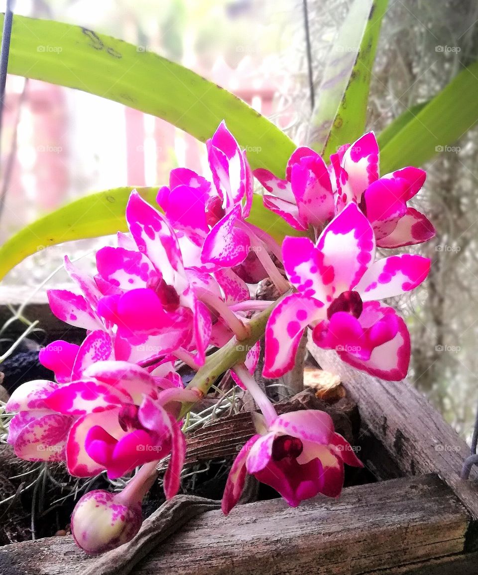 Orchid