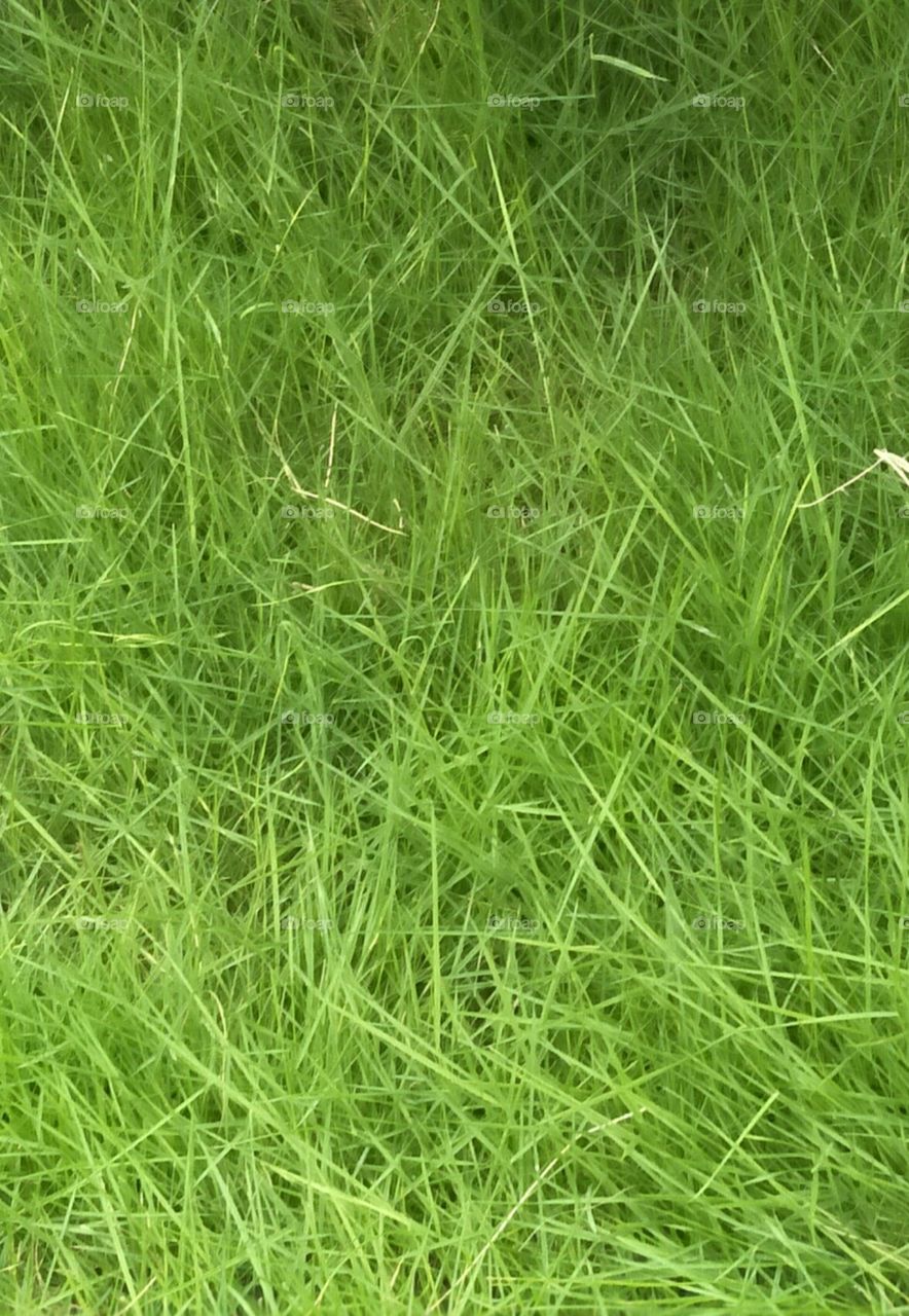 Grass