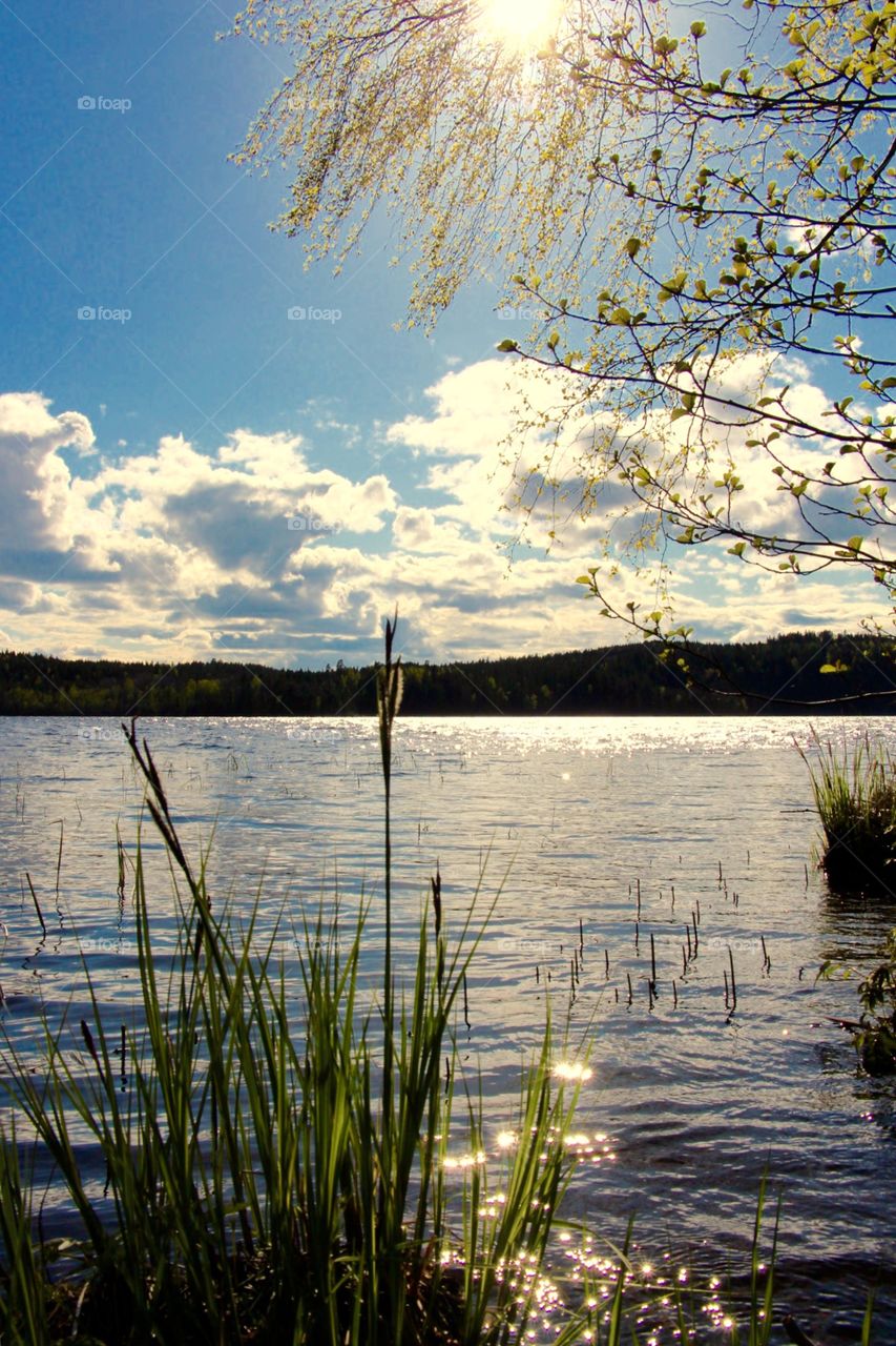 Kvällssol. Hjärtnabben