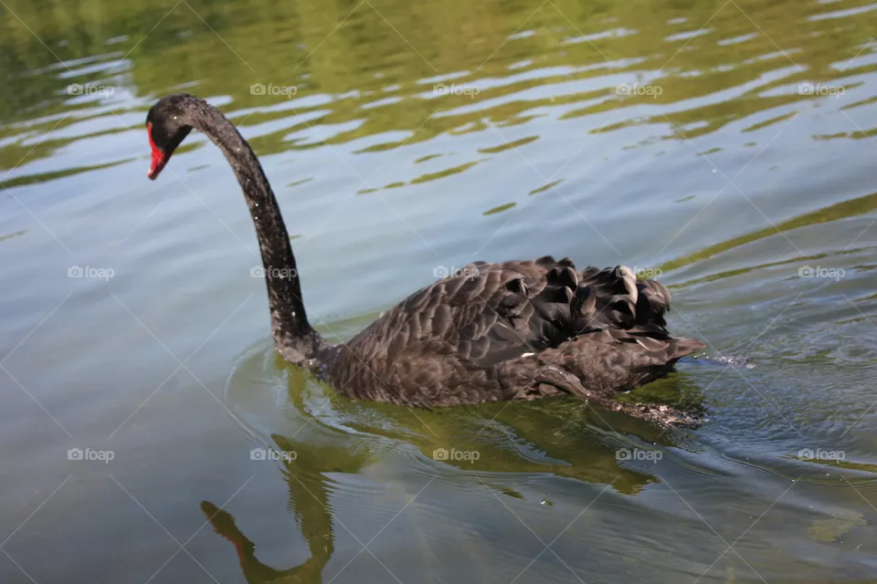 Swan