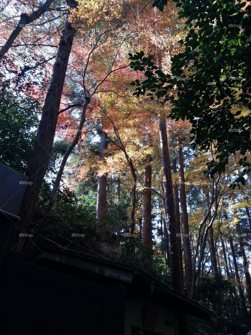 leaves changing colors. traveling in Japan. kyoto