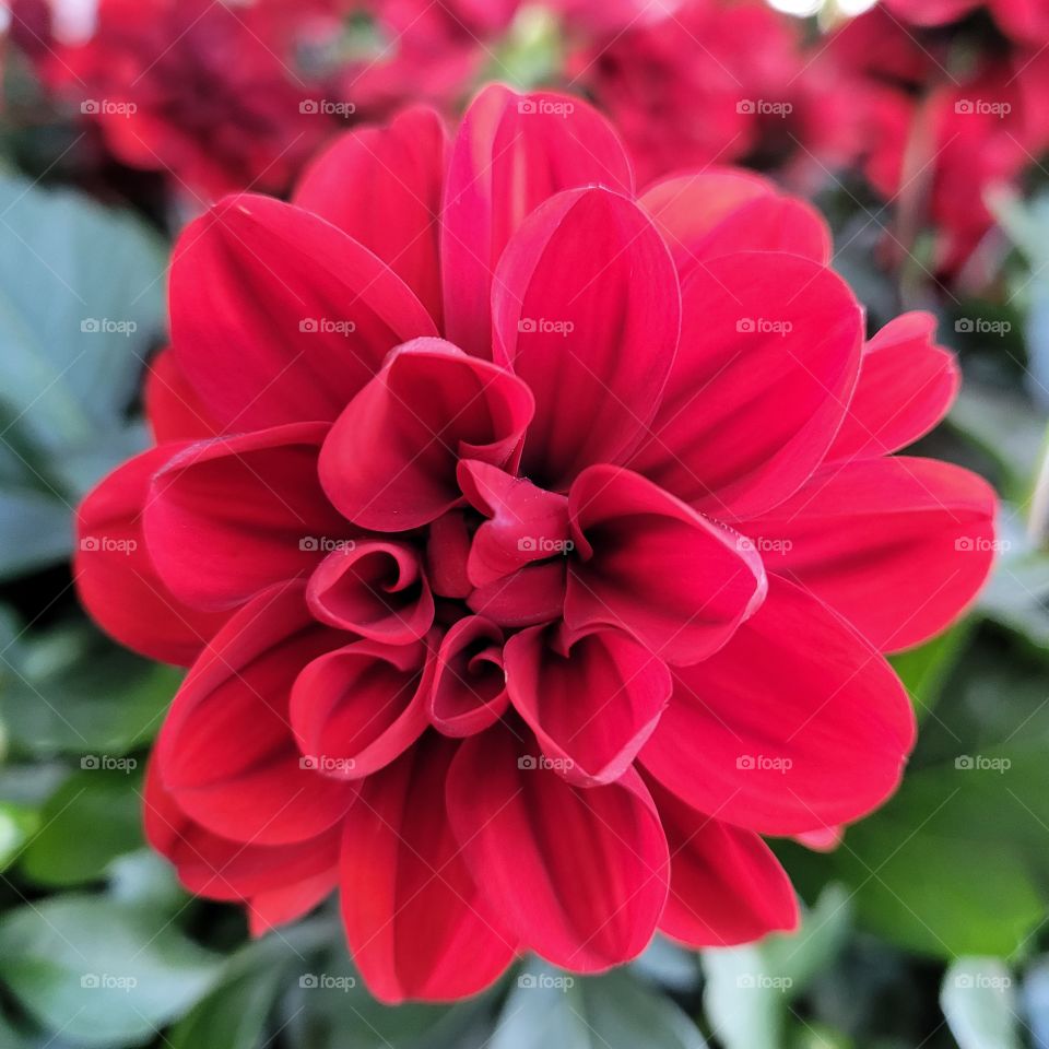 Stunning deep red colored petals of Dahlia flower plant in the garden, blooming in Spring