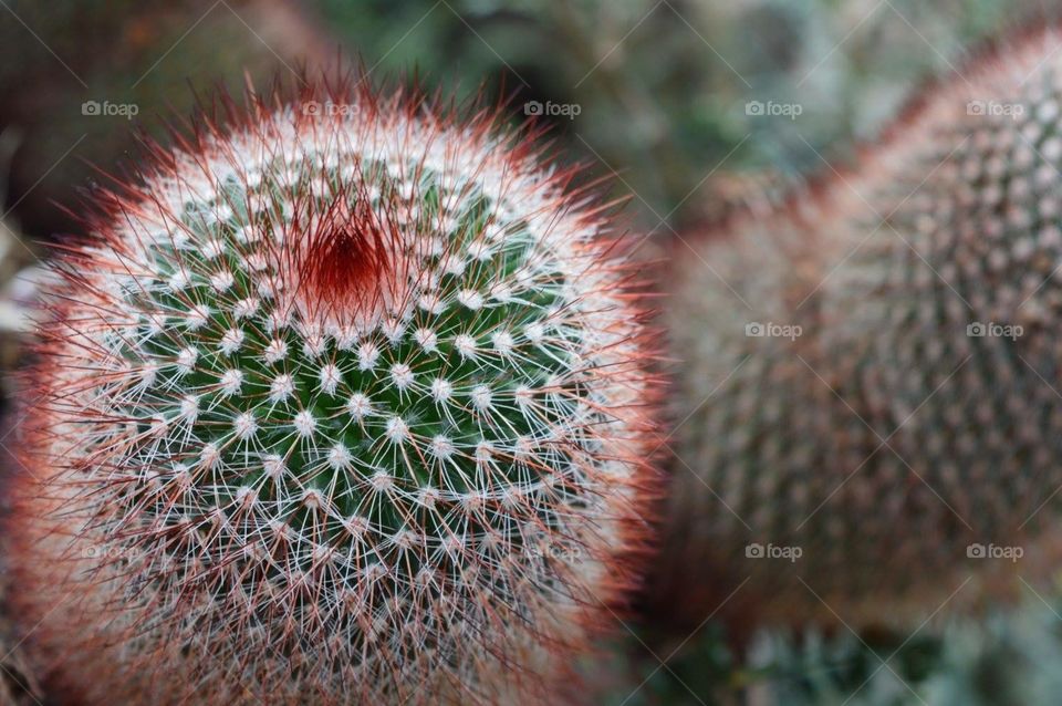 Cacti // United States Botanical Garden // Washington, DC