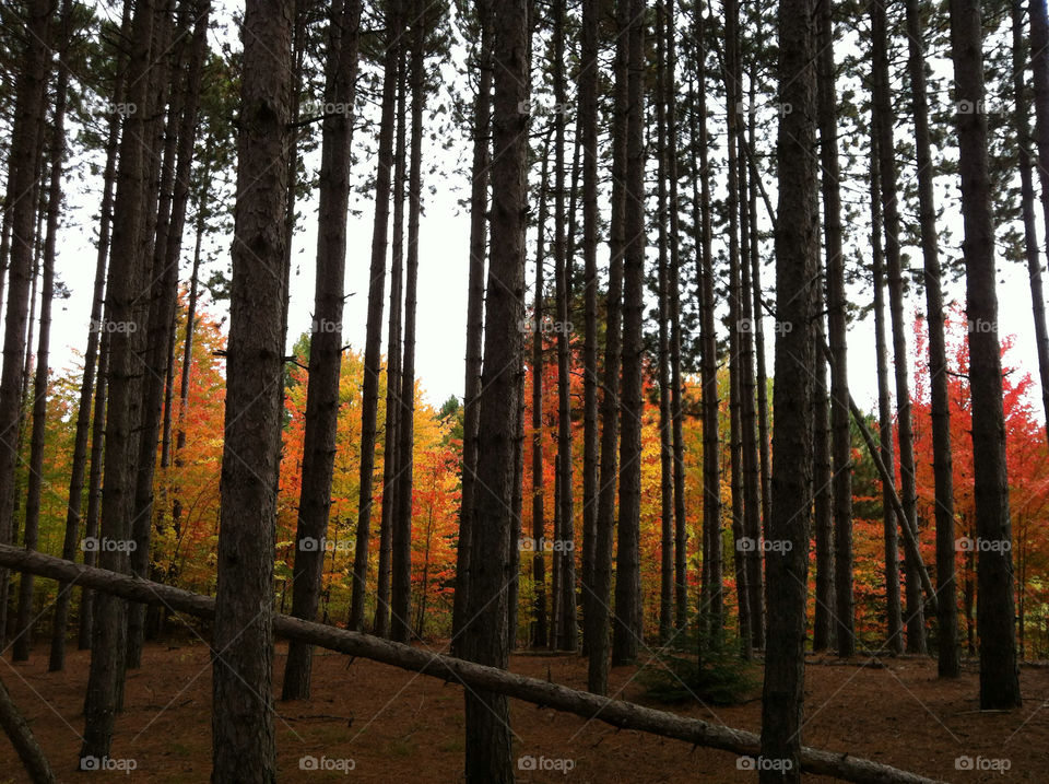 nature trees fall autumn by peacephotos