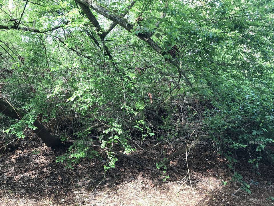 Woods in my backyard. Taken from my porch.