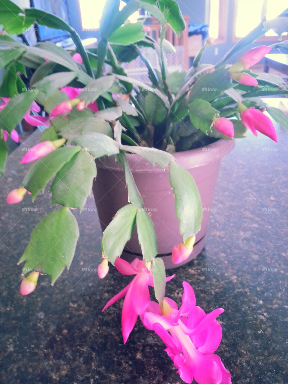 christmas cactus. Hot pink blooms, plant!