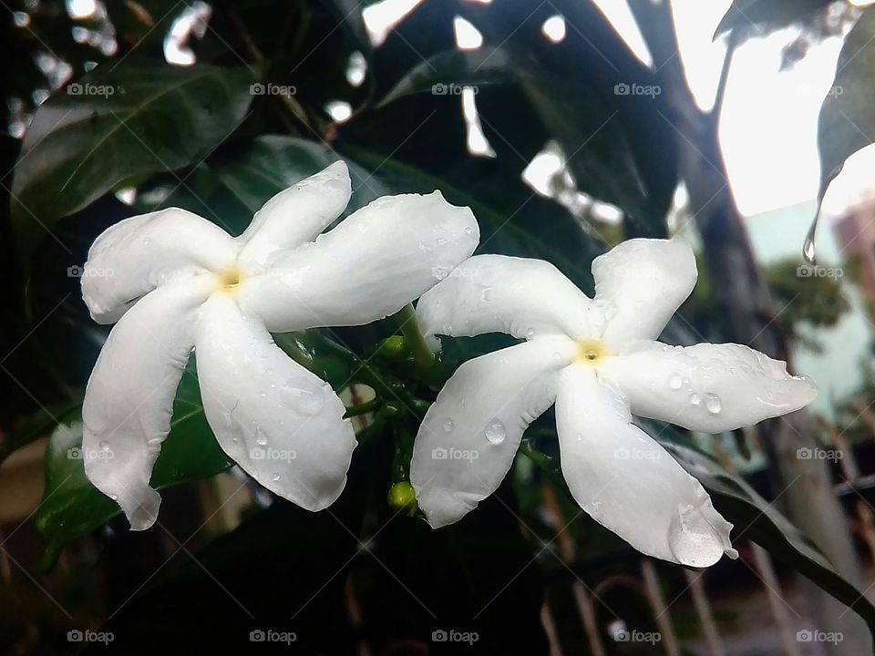 Rain drop's on the flower