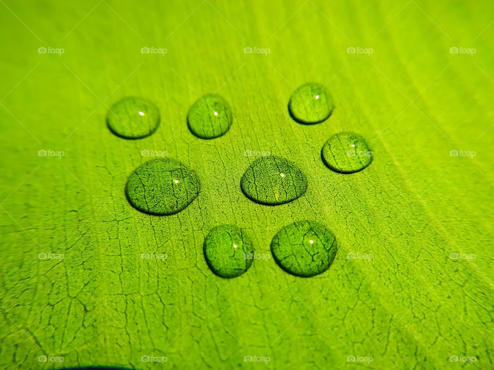 Water droplets on a green leaf close up macro photography