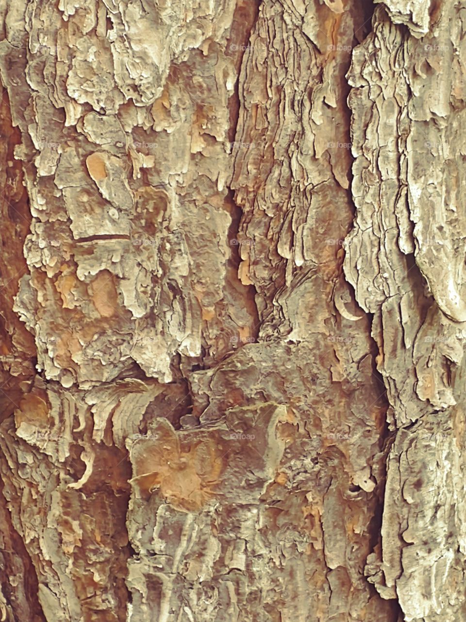 pine bark