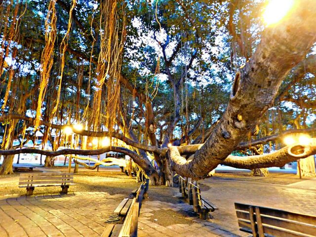 Banyan tree