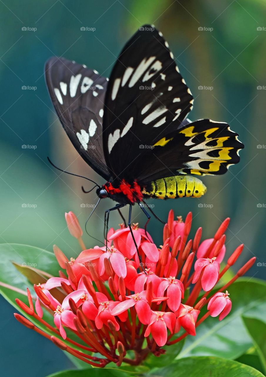 selective focus photography of black and yellow swallowtail butterfly on ixora