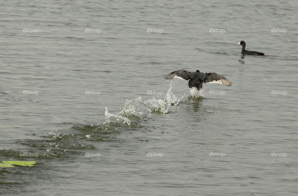 Birds on lake