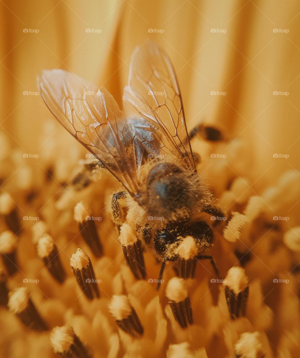 Ukrainian bee