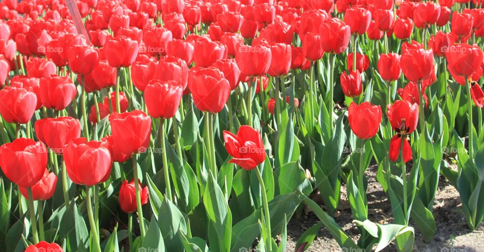 red tulips