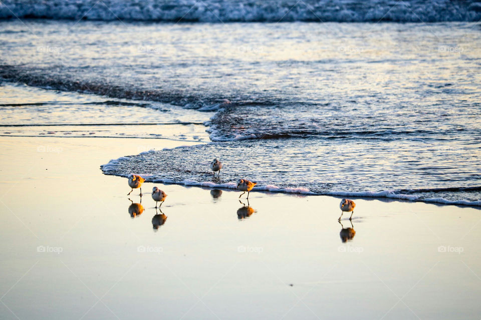 Birds running from the foam.