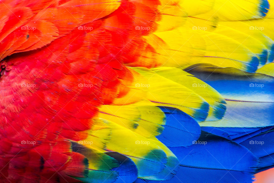 Close-up of the colorful feathers of a beautiful macaw.