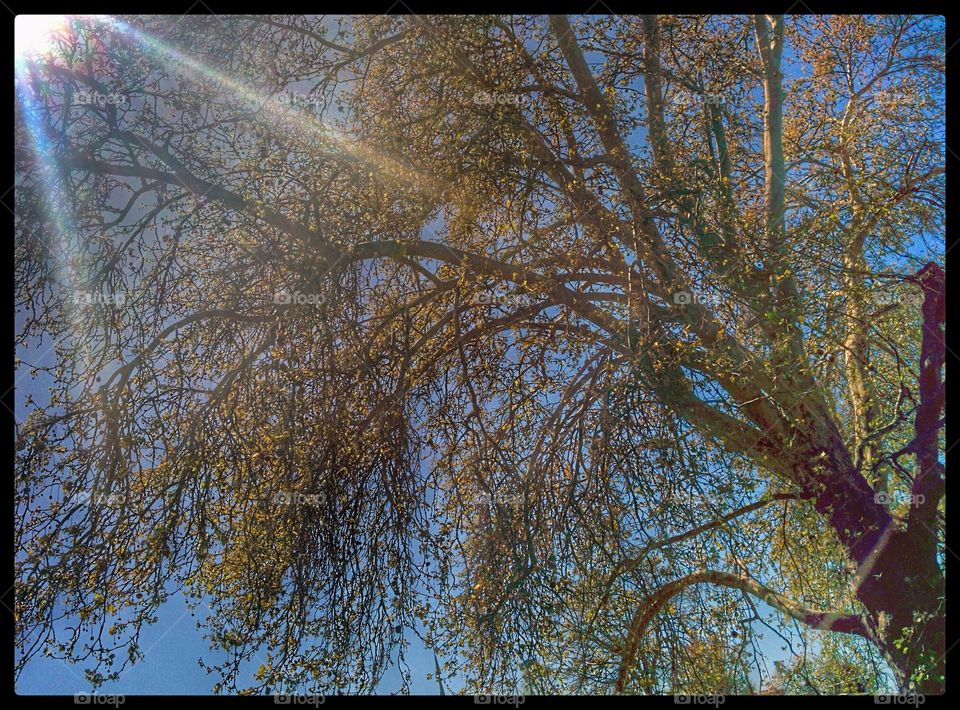 Trees on the Columbia