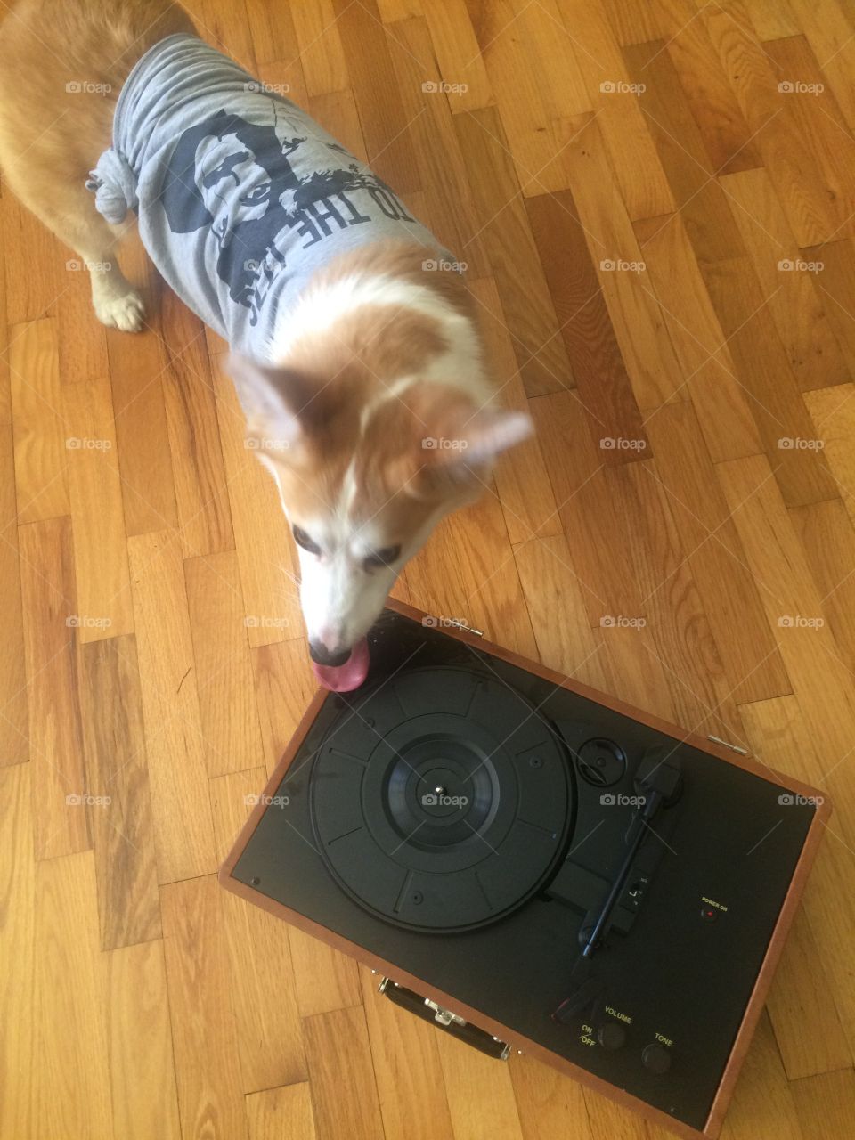 DJ corgi has sick beats. 