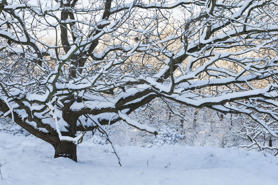 Tree in the snow