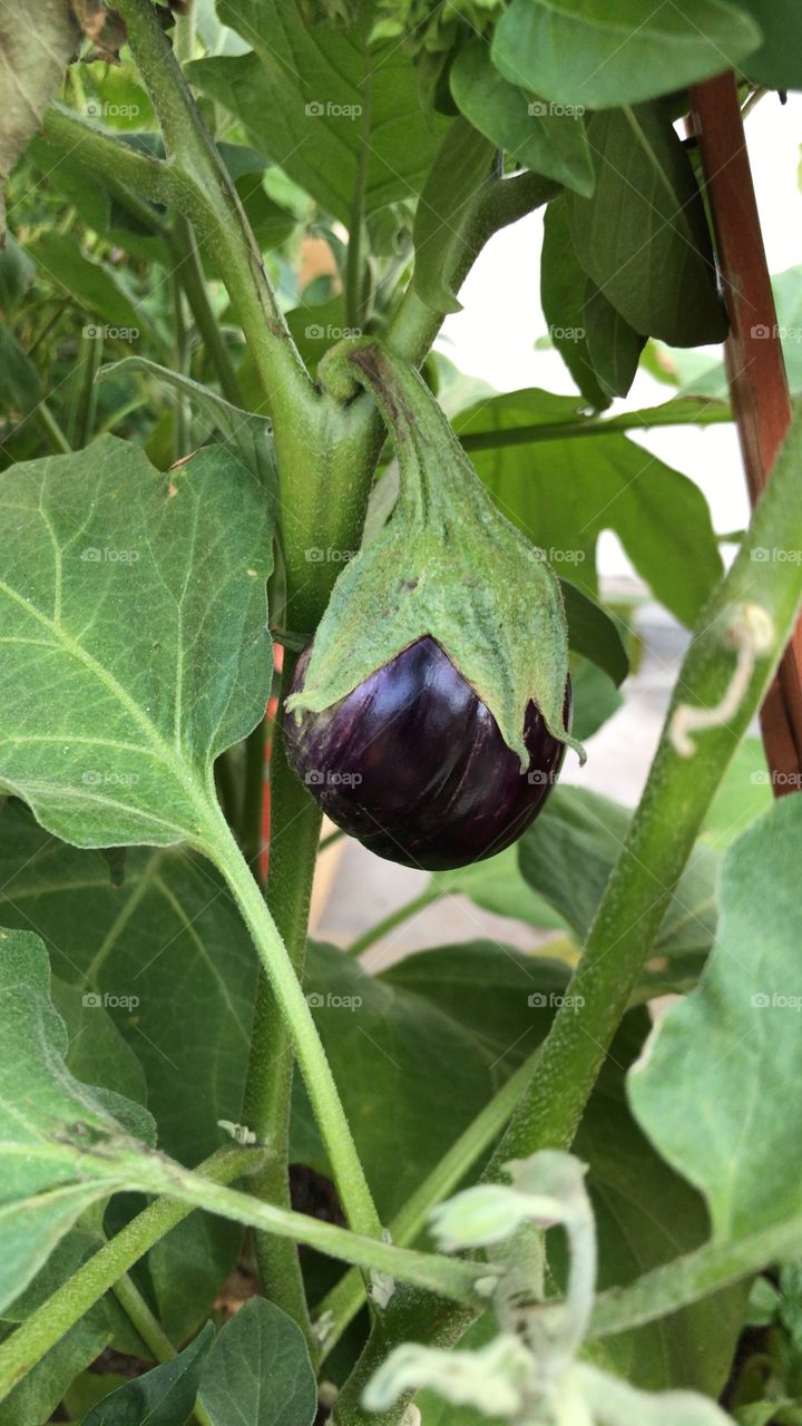 Home grown organic eggplant