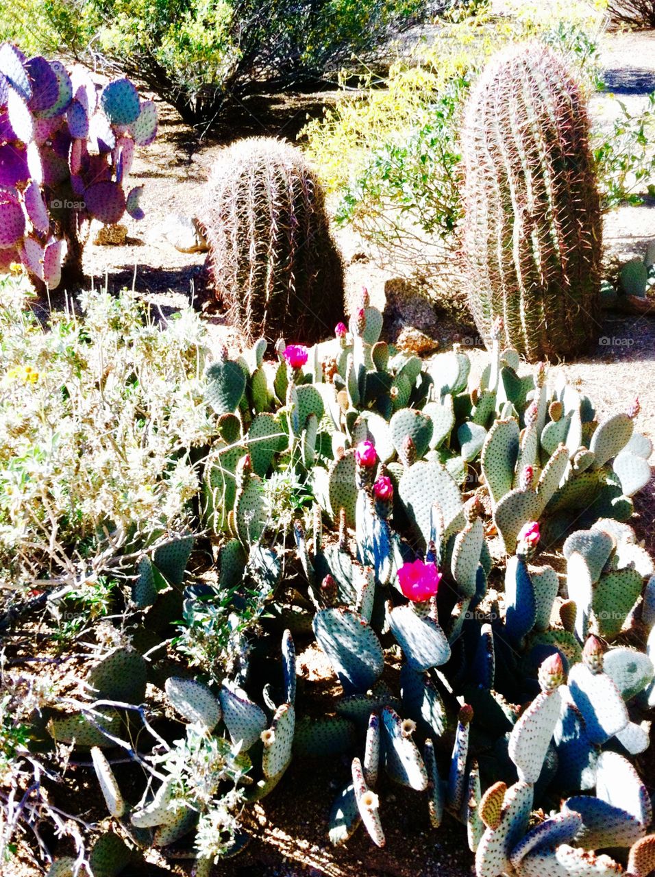 Pink flowers on cactus