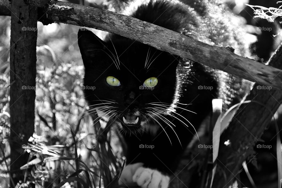 My eyes on you meowwww..