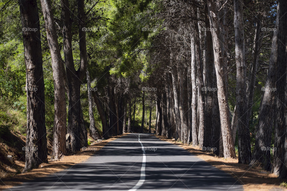 Shadows on the road