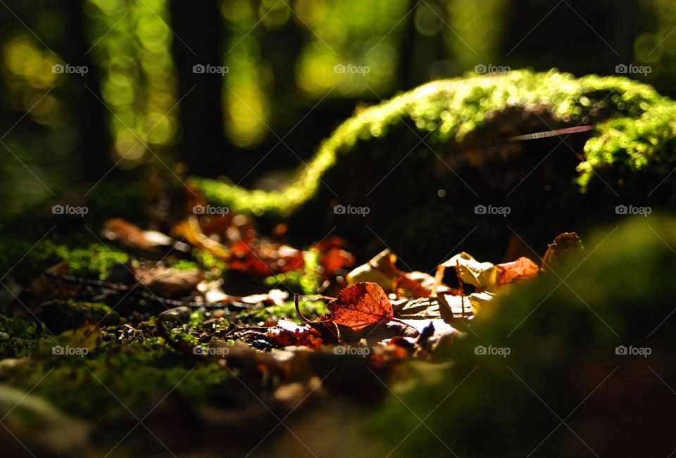 Autumn leaf closeup in sunlight macro